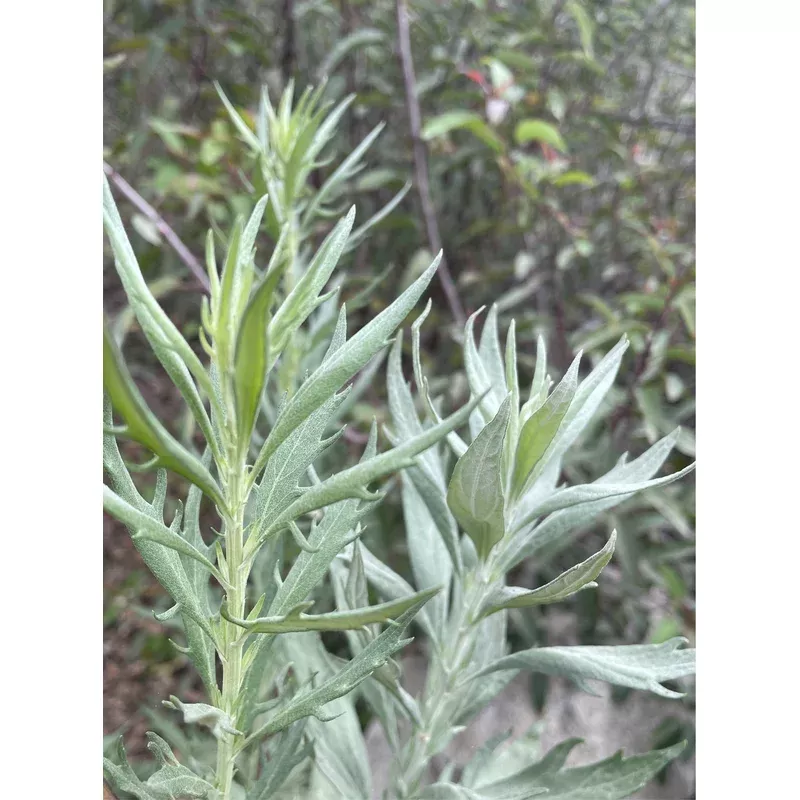 Artemisia douglasiana, Mugwort