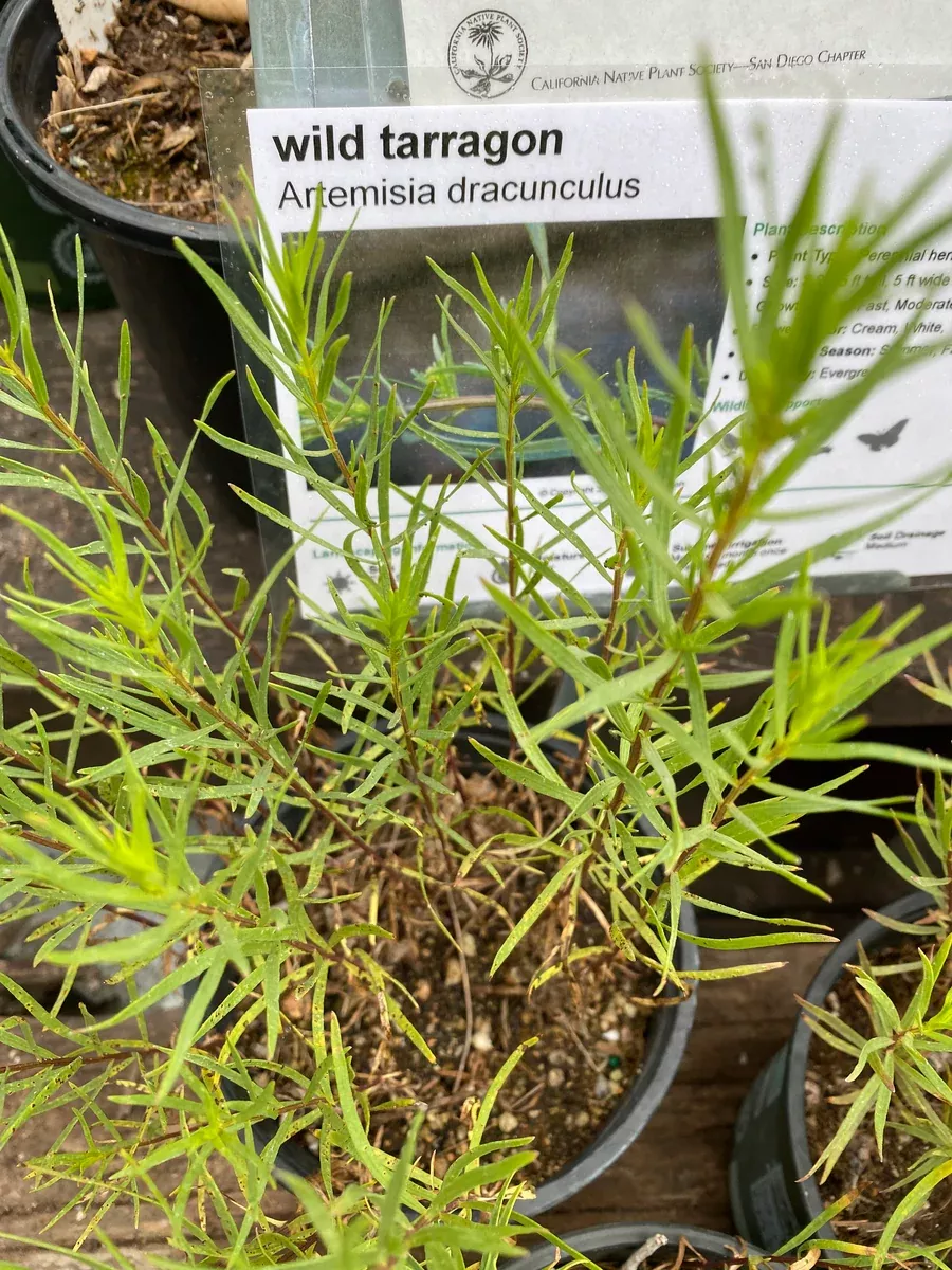 Artemisia dracunculus Wild Tarragon