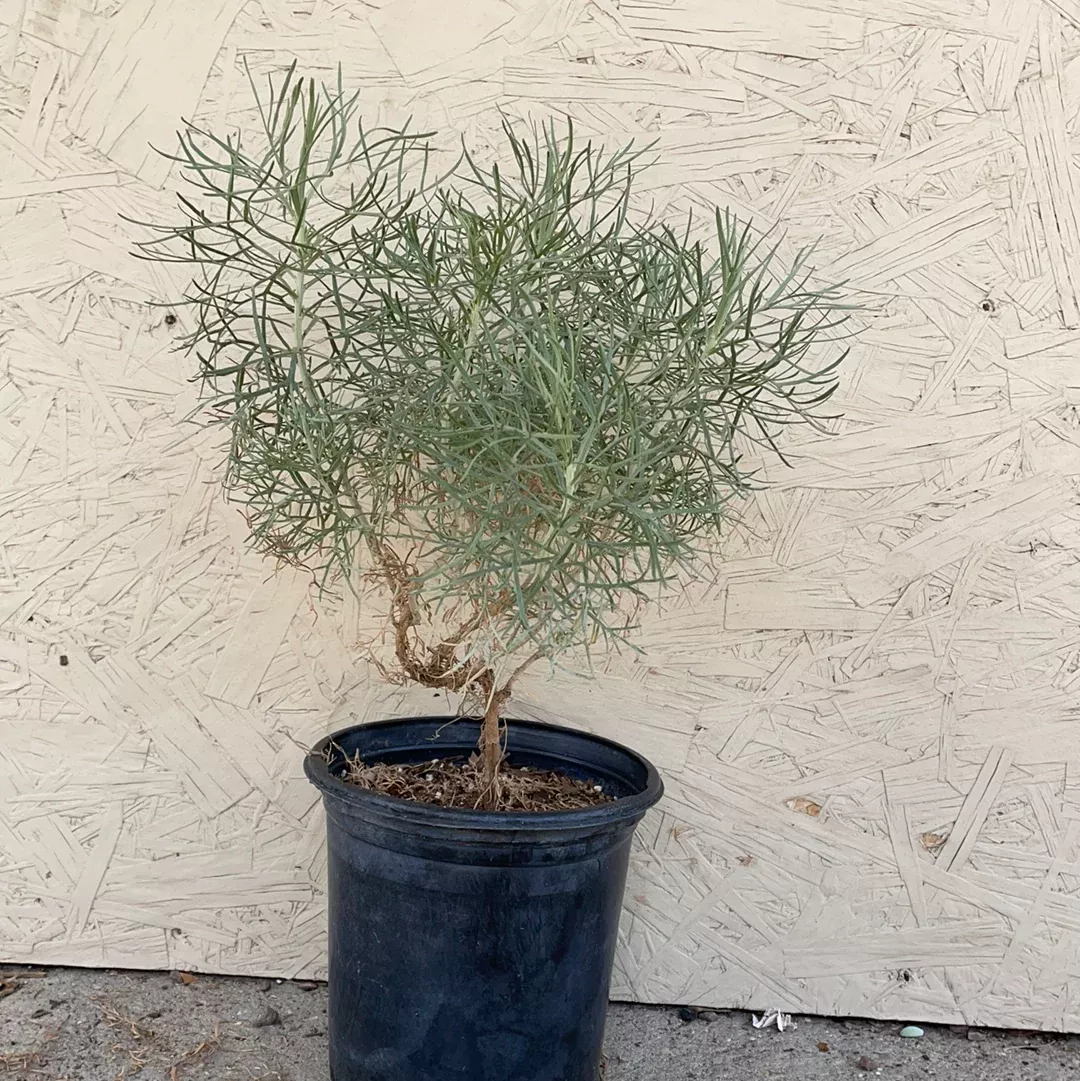artemisia-nesiotica Artemisia nesiotica