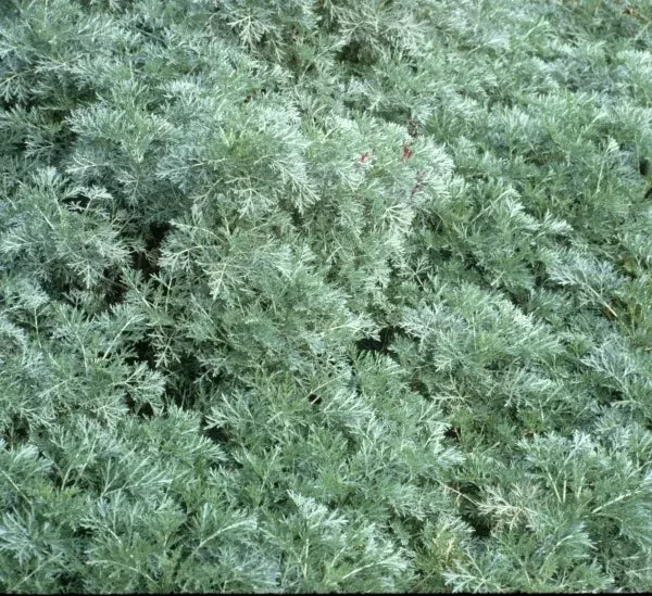 Artemisia 'Powis Castle'