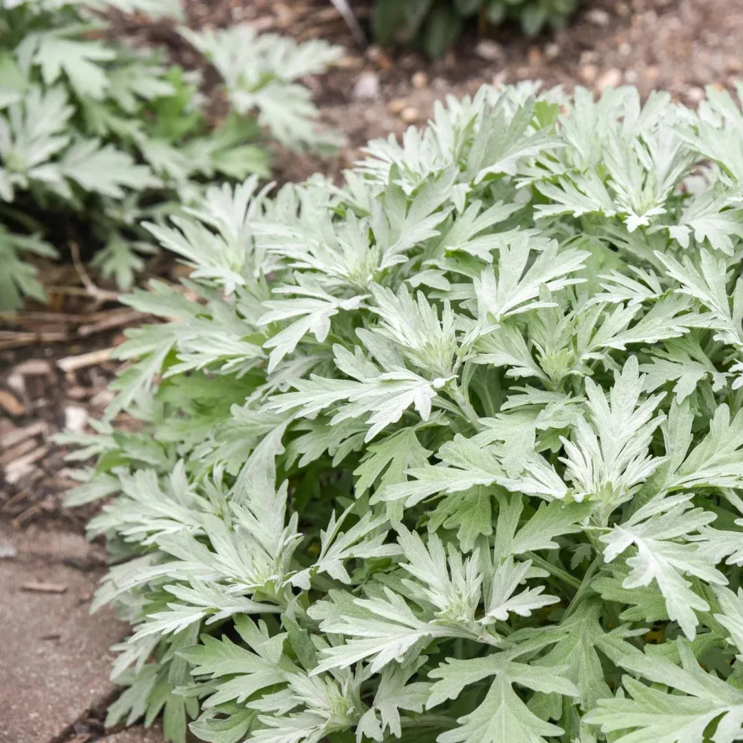 artemisia-silver-lining Artemisia 'Silver Lining'