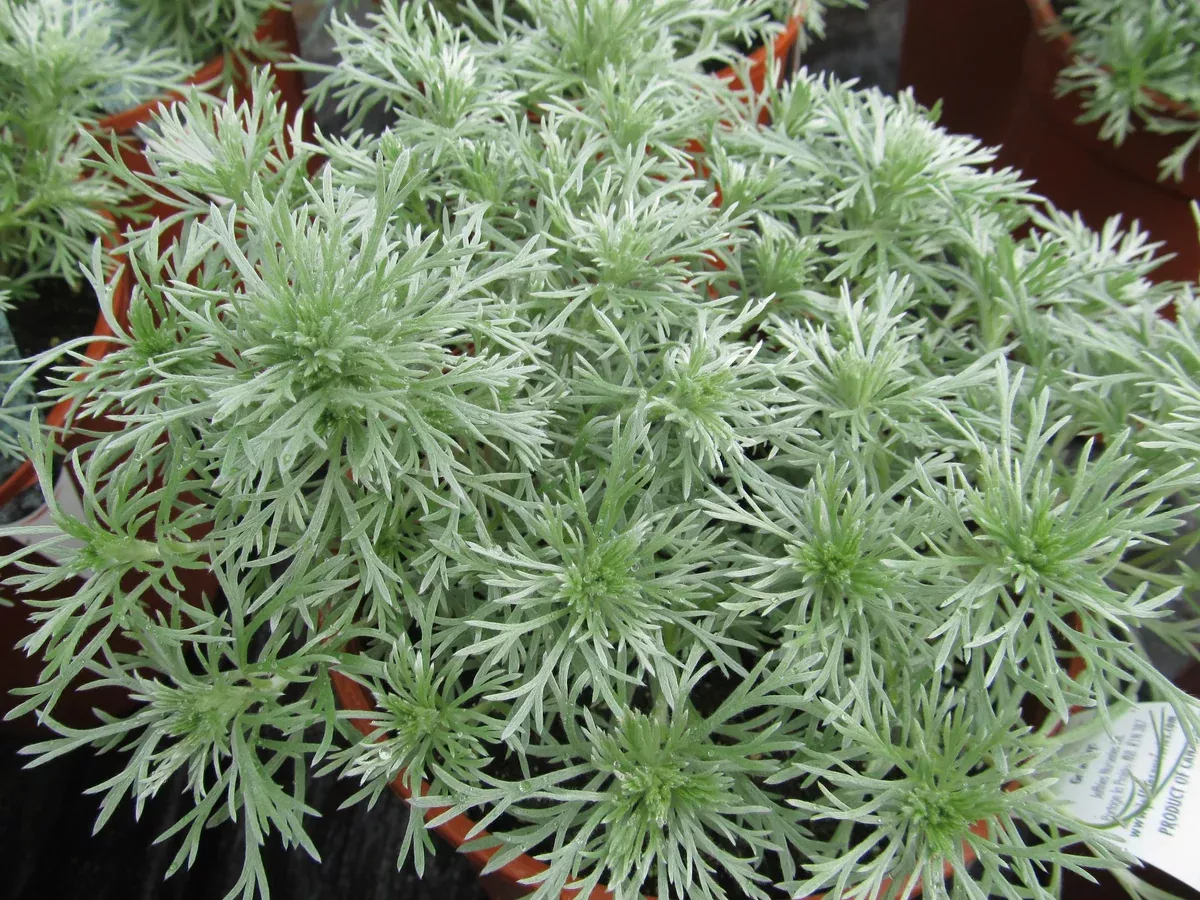 Artemisia: 'Silver Mound' - 11cm