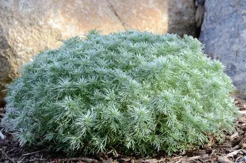 Artemisia 'Silver Mound'