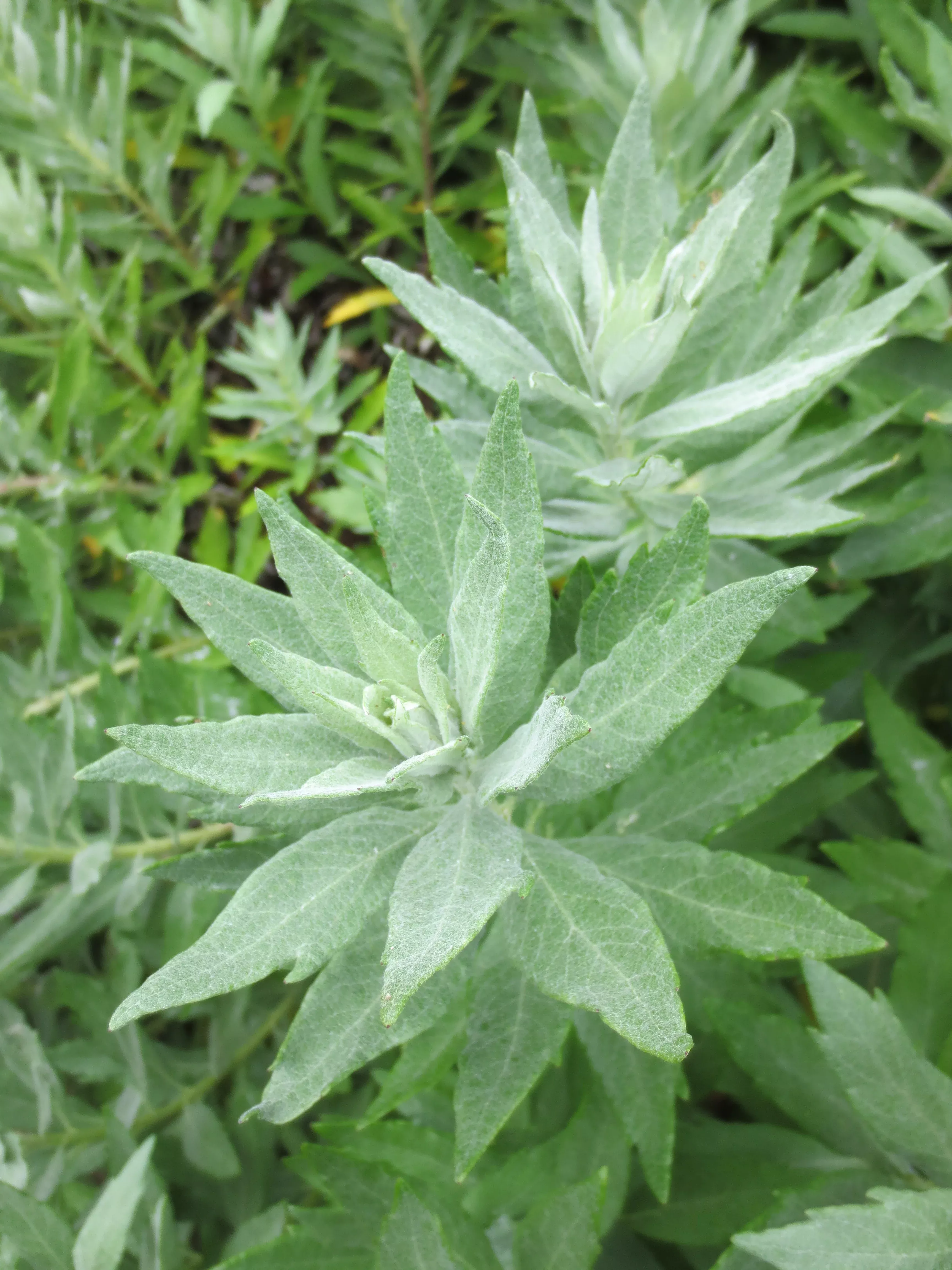 Artemisia suksdorfii, Coastal Mugwort