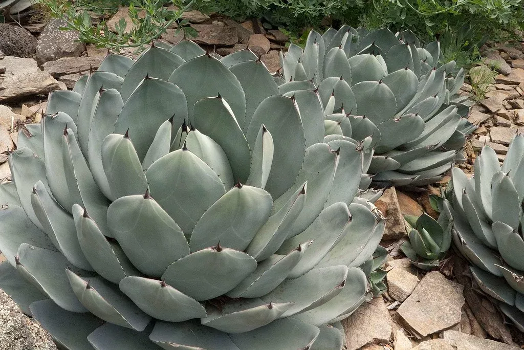 artichoke-agave Artichoke Agave