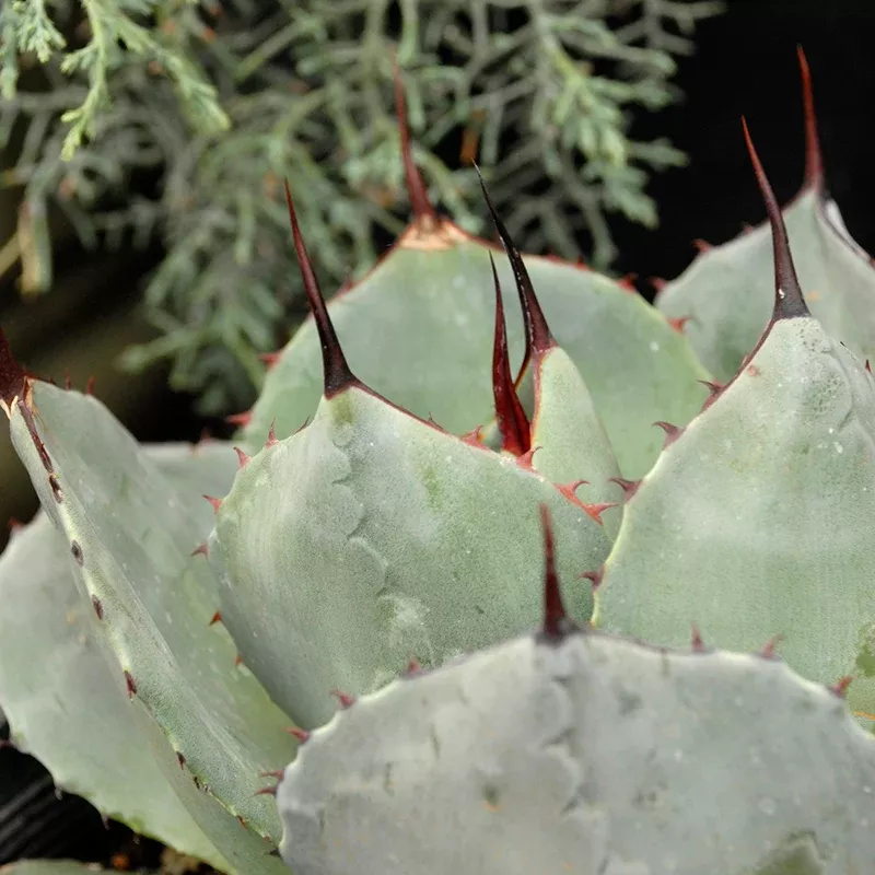 Artichoke Century Plant (Agave)