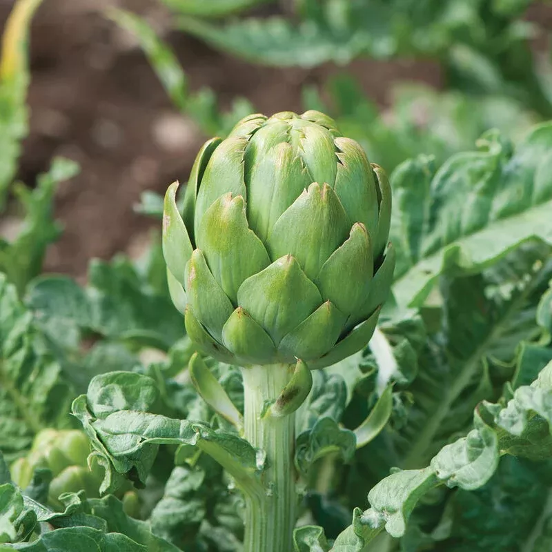 artichoke-imperial-star Artichoke, Imperial Star
