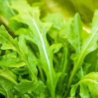 arugula-roquette-rocket-seeds Arugula - Roquette (Rocket) seeds