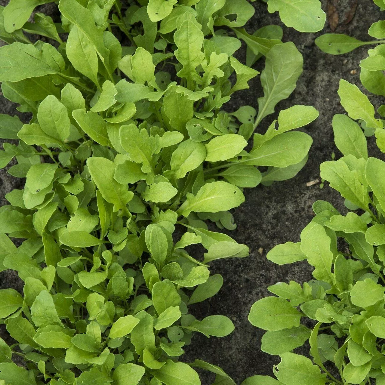 arugula-seeds-microgreens Arugula Seeds (Microgreens)
