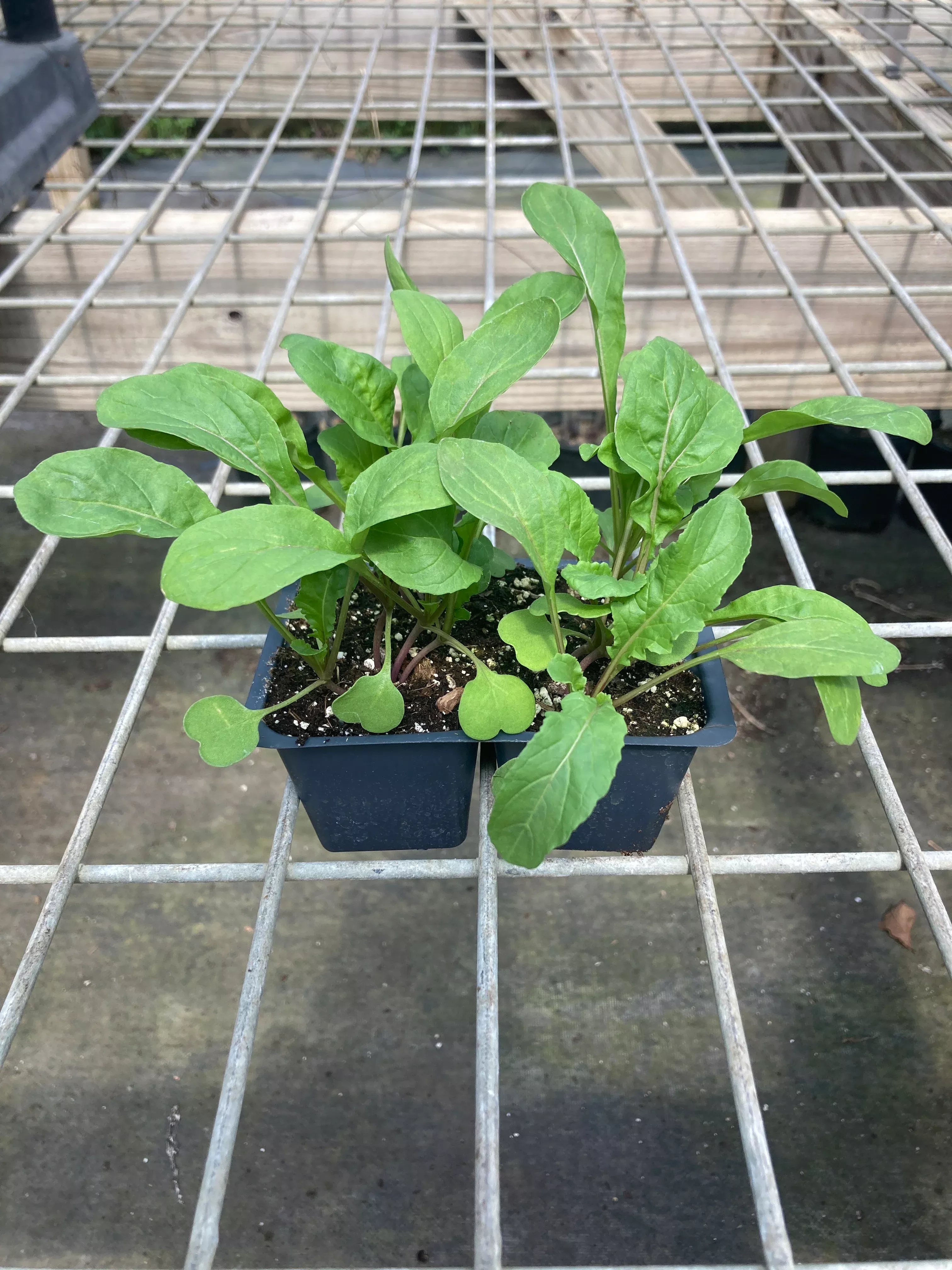 arugula Arugula