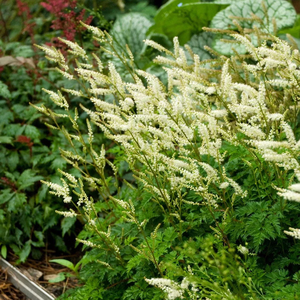 aruncus-dwarf-goats-beard Aruncus 'Dwarf Goats Beard'