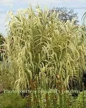 arundo-d-peppermint-stick-20-ct-flat Arundo d. 'Peppermint Stick' (20)ct Flat