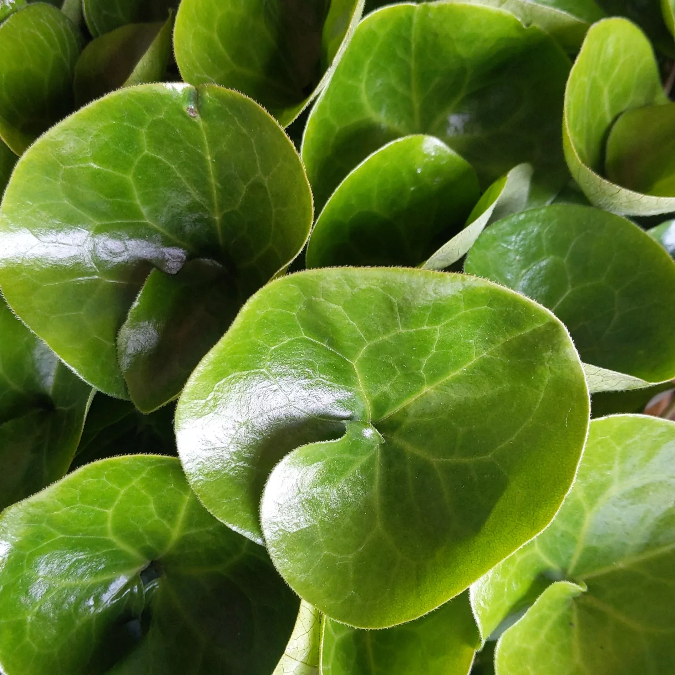 asarum-europaeum-european-ginger Asarum europaeum European Ginger