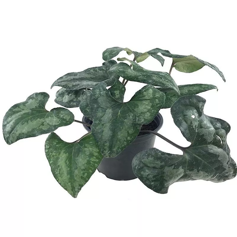 Asarum splendens 'Quicksilver'