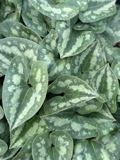 asarum-splendens-showy-ginger Asarum splendens Showy Ginger