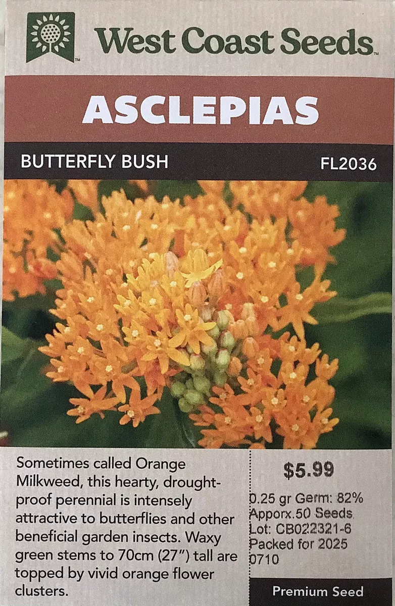 asclepias-butterfly-bush Asclepias : Butterfly Bush
