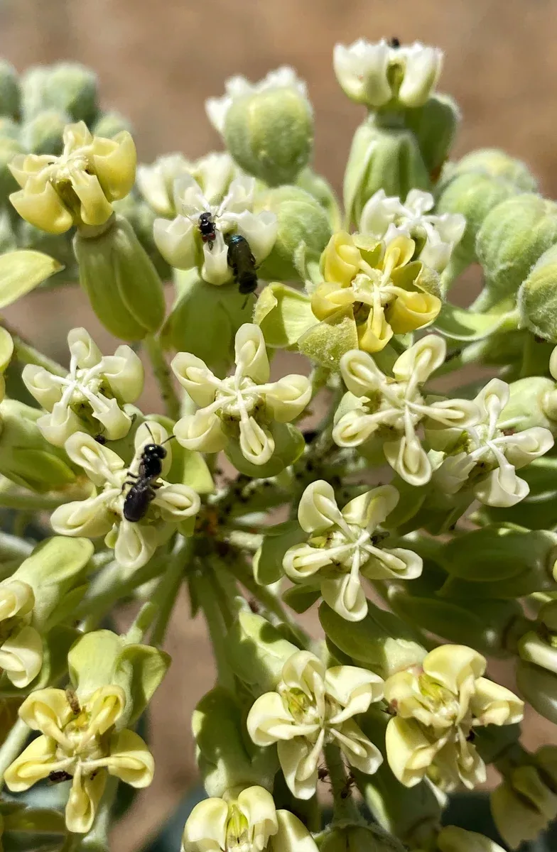 asclepias-erosa-desert-milkweed Asclepias erosa Desert Milkweed