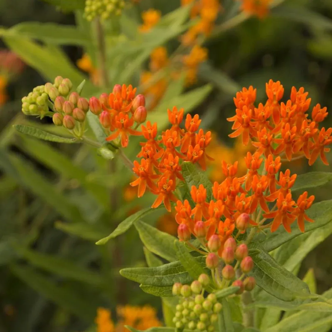 asclepias-gay-butterflies Asclepias 'Gay Butterflies'