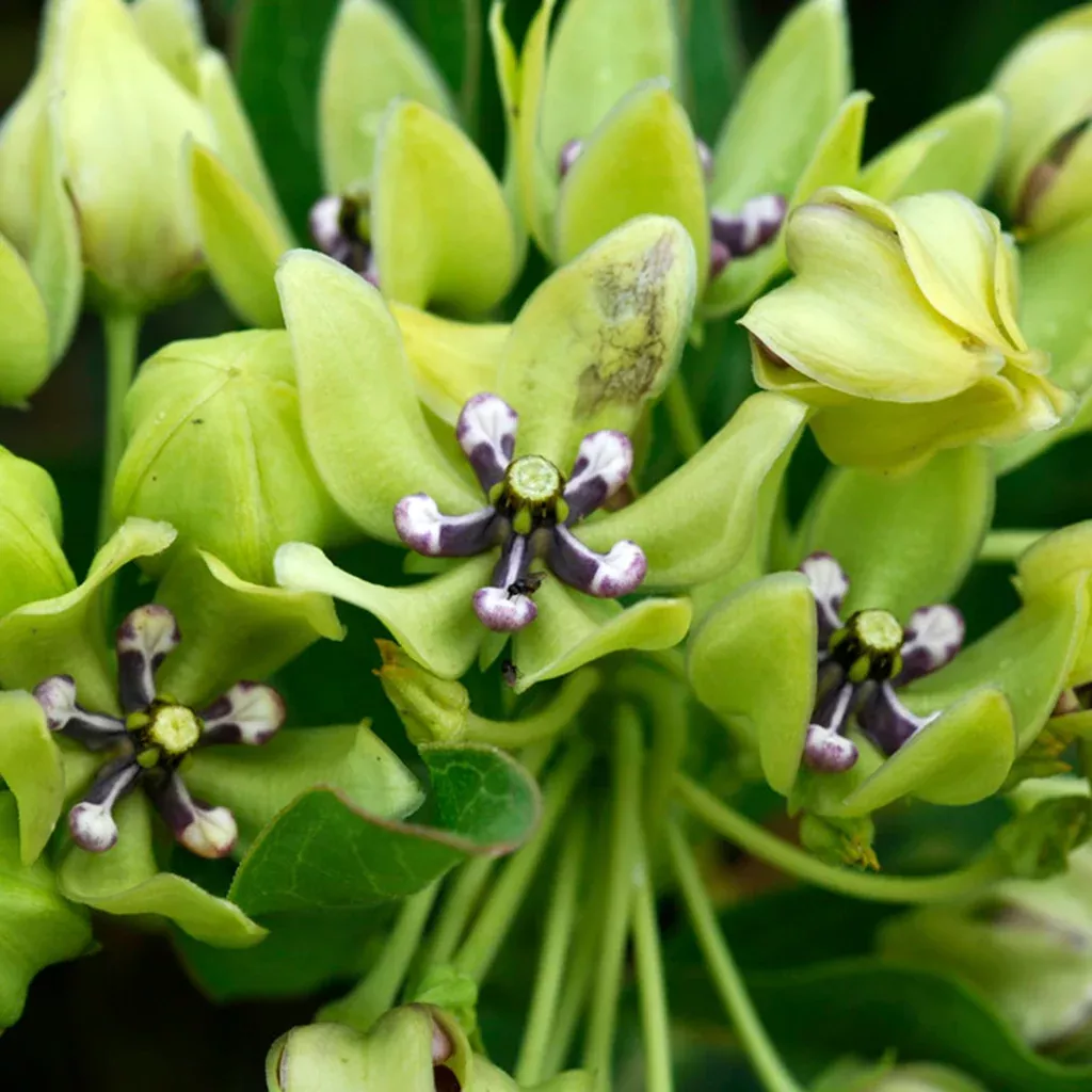 asclepias-green-beauty-support-monarchs Asclepias - Green Beauty - Support The Monarchs