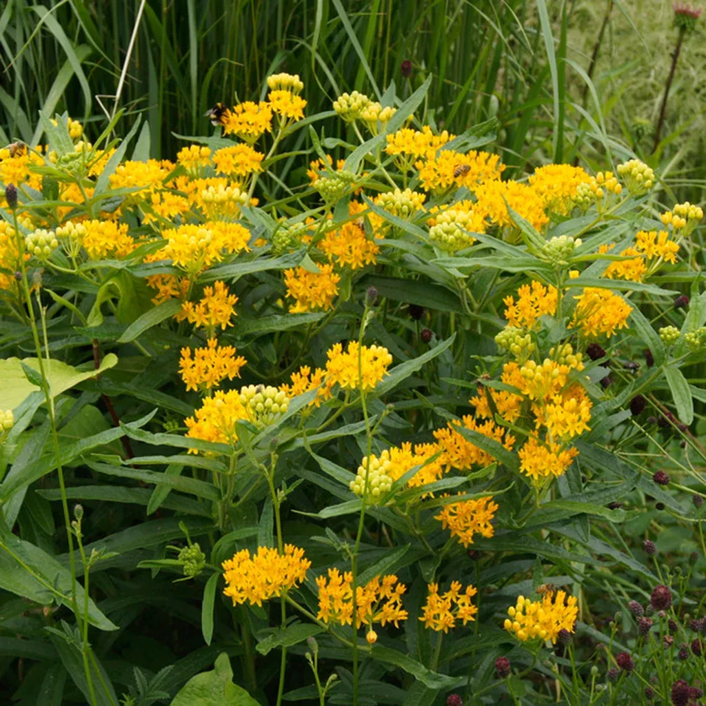 asclepias-hello-yellow-support-monarchs Asclepias - Hello Yellow - Support The Monarchs