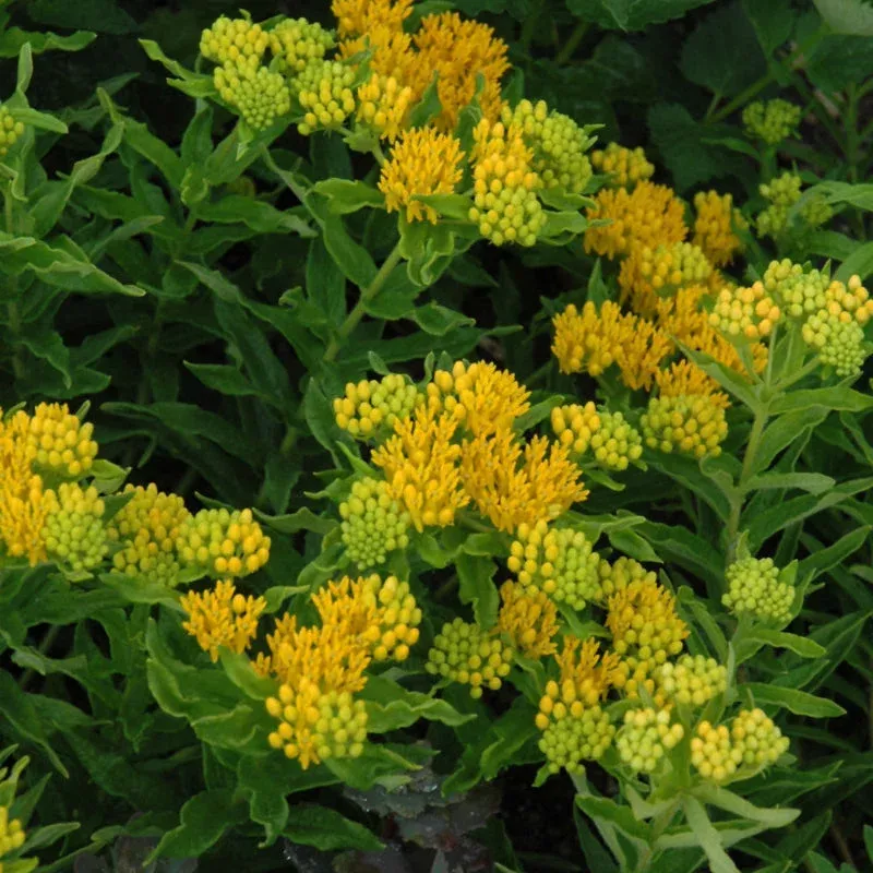 asclepias-hello-yellow Asclepias 'Hello Yellow'