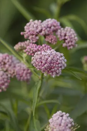 Asclepias i.(4) 1-gallons