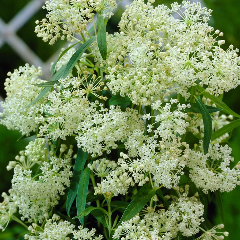 asclepias-ice-ballet-support-monarchs Asclepias - Ice Ballet - Support The Monarchs