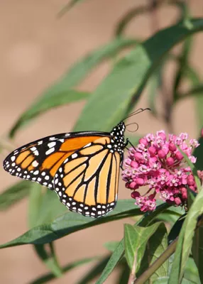 asclepias-incarnata-red-milkweed Asclepias incarnata - Red Milkweed