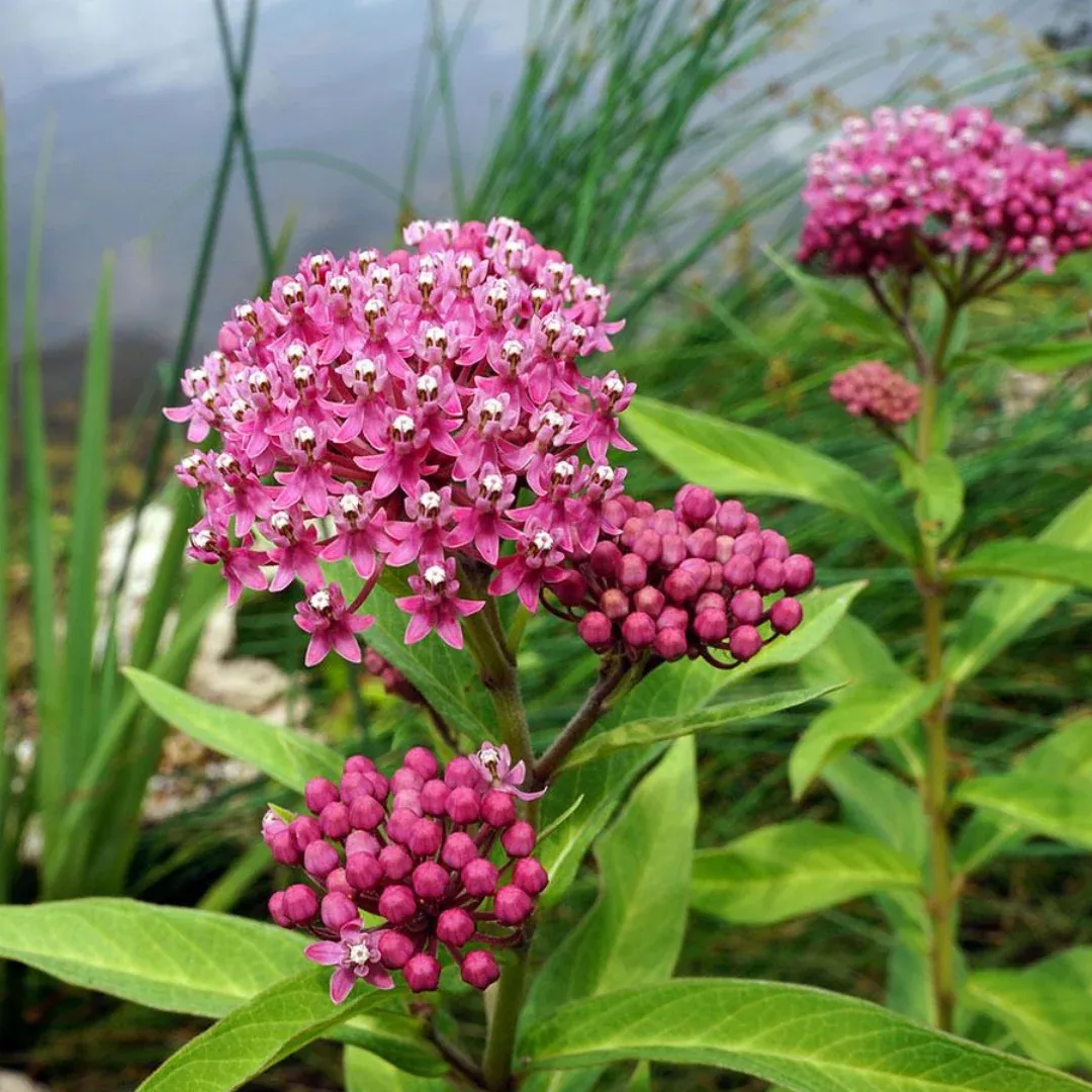 asclepias-incarnata Asclepias incarnata