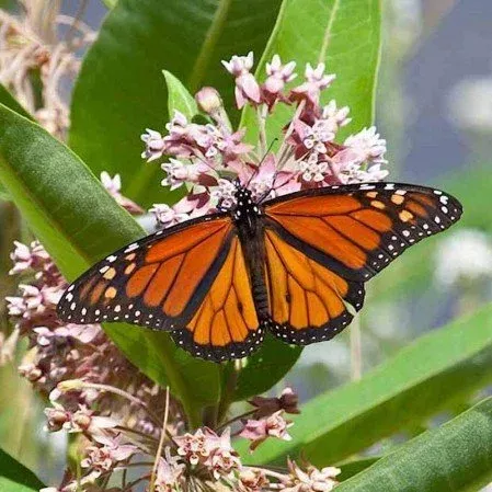 asclepias-syriaca-common-milkweed Asclepias syriaca - Common Milkweed