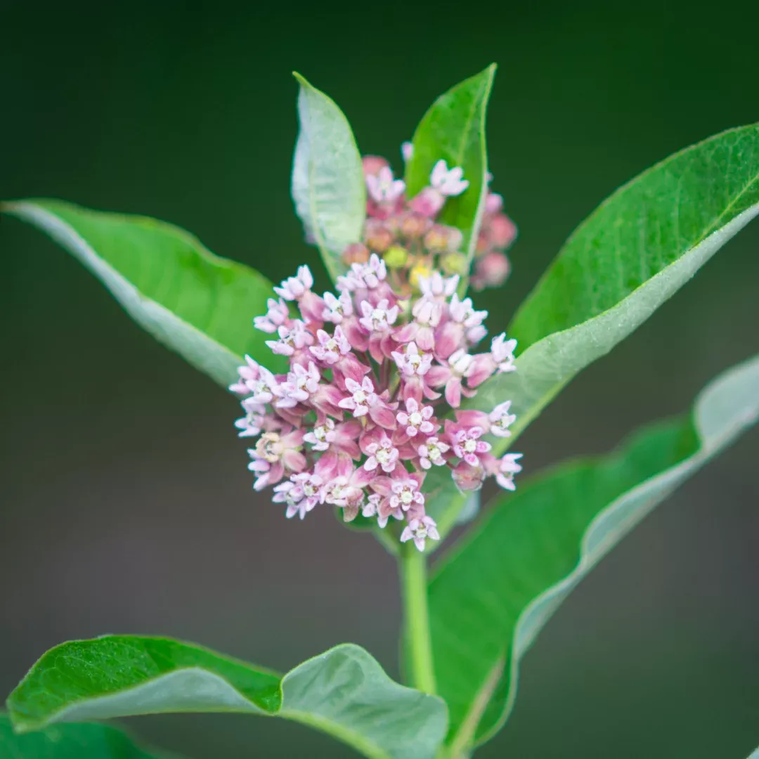 asclepias-syriaca Asclepias syriaca
