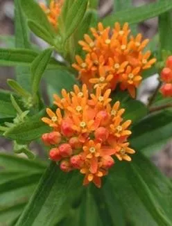 Asclepias tuberosa (25) BR Plants
