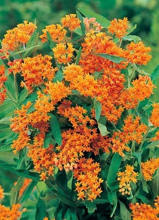 asclepias-tuberosa-30-ct-flat Asclepias tuberosa (30)ct Flat
