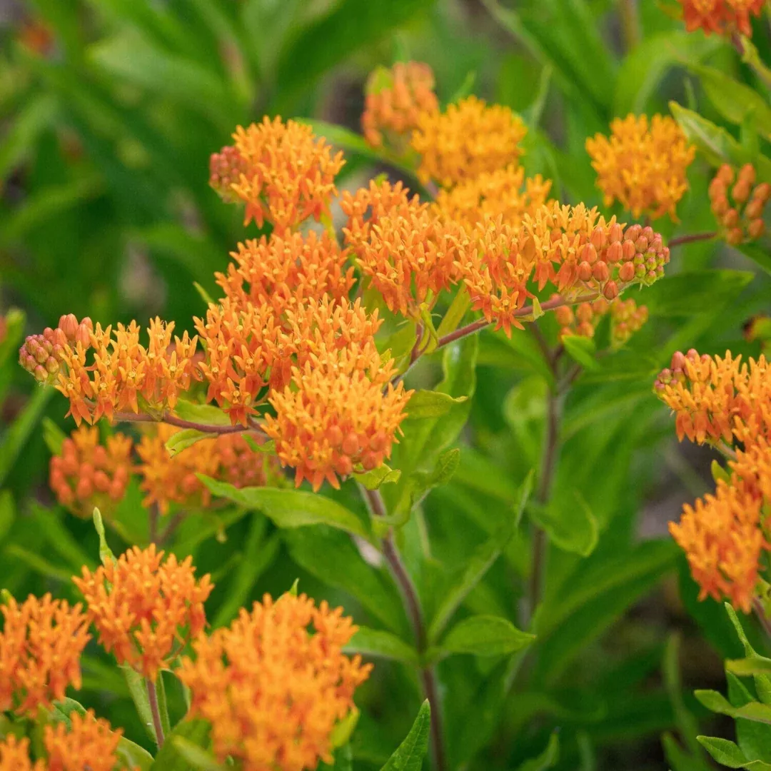 asclepias-tuberosa Asclepias tuberosa