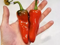 ashe-county-pimento-pepper Ashe County Pimento Pepper