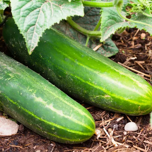 ashley-cucumber Ashley Cucumber
