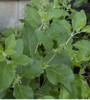Ashwagandha Seeds