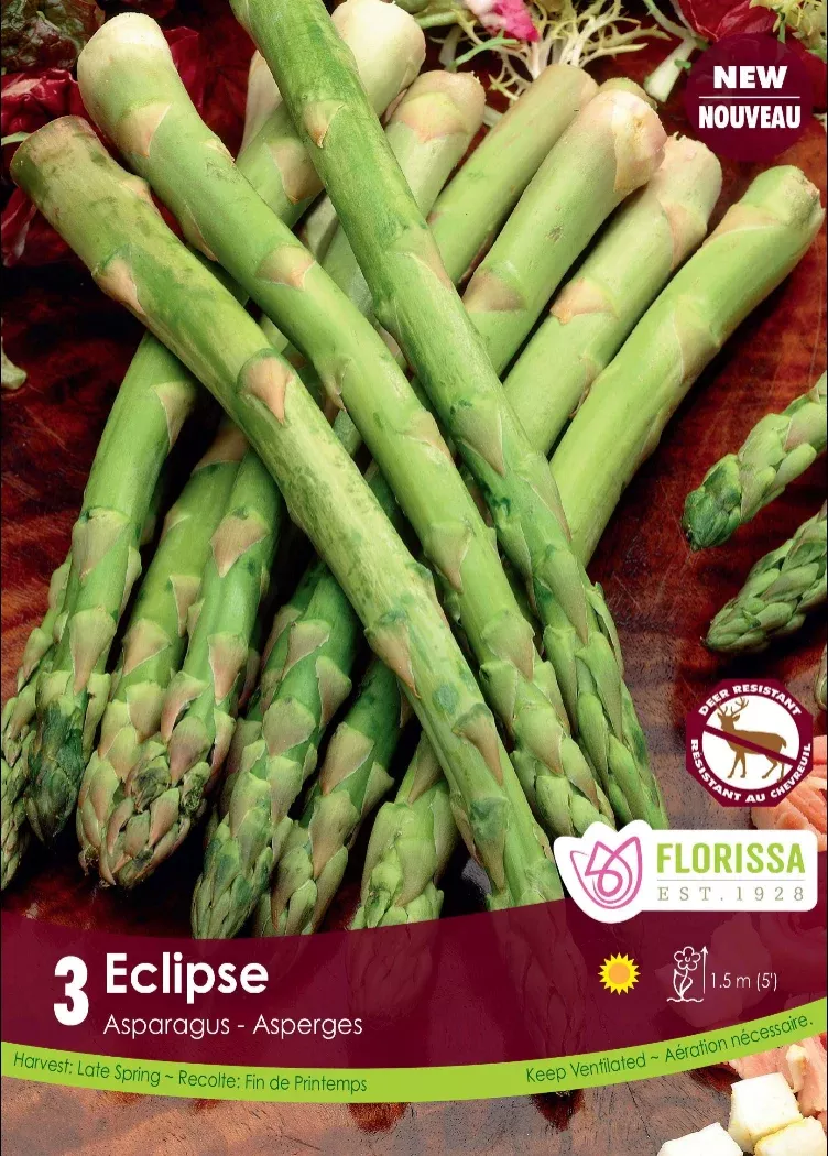 asparagus-eclipse-potted-asparagus Asparagus 'Eclipse ' - Potted Asparagus