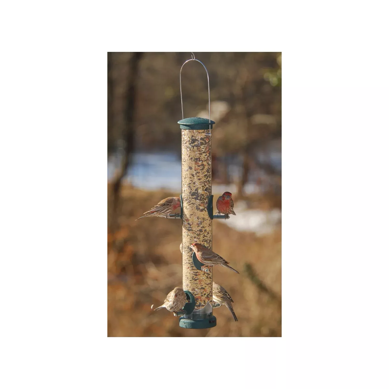Aspects Large Spruce Seed Tube