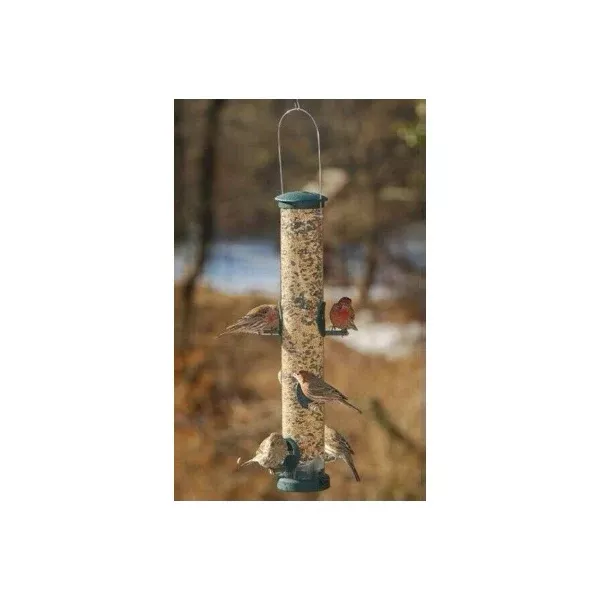 Aspects Seed Tube in Large Spruce