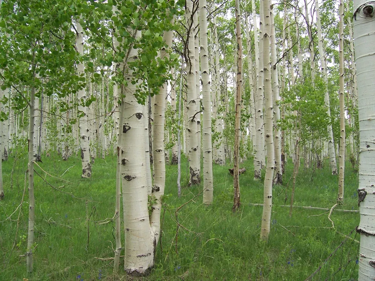 aspen-quaking Aspen, Quaking