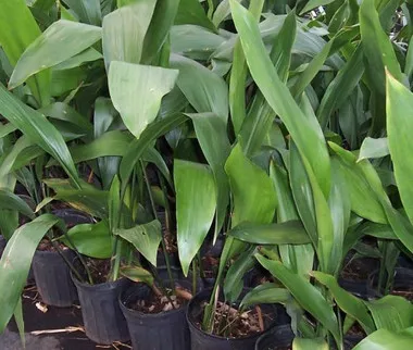 aspidistra-elatior-4-1-gallons Aspidistra elatior (4) 1-gallons