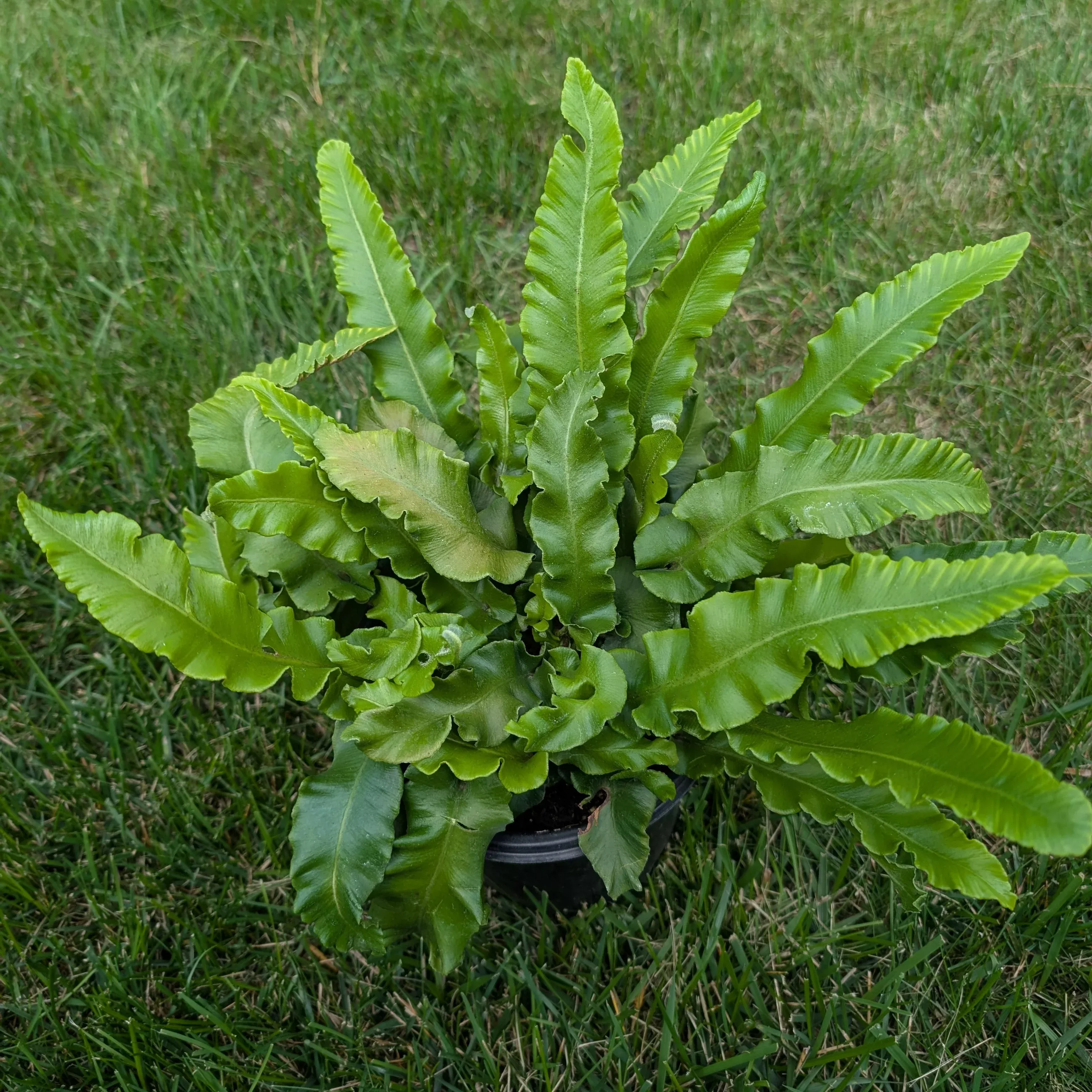 Asplenium scolopendrium Hart's Tongue Fern