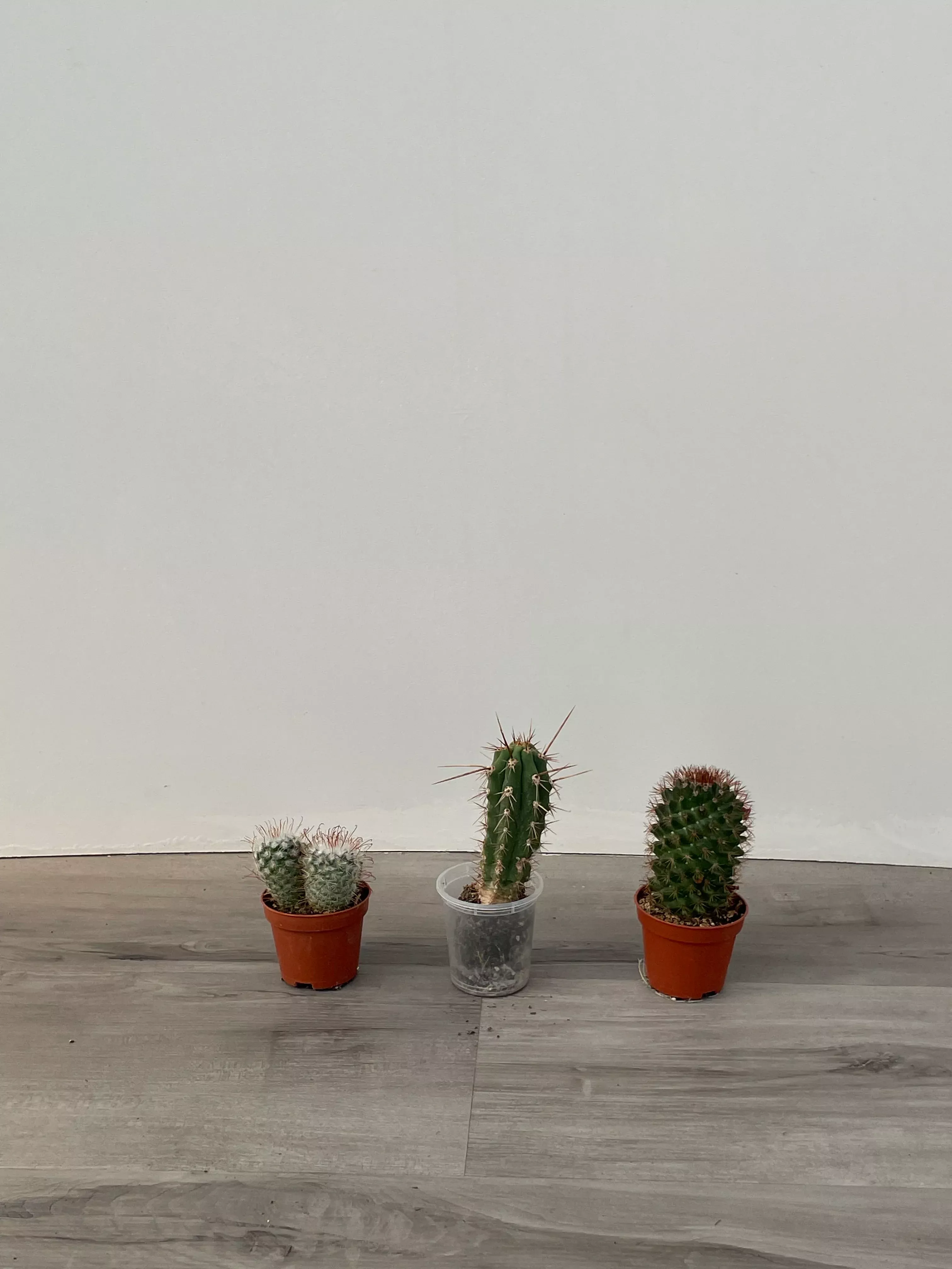 assorted-cacti Assorted Cacti