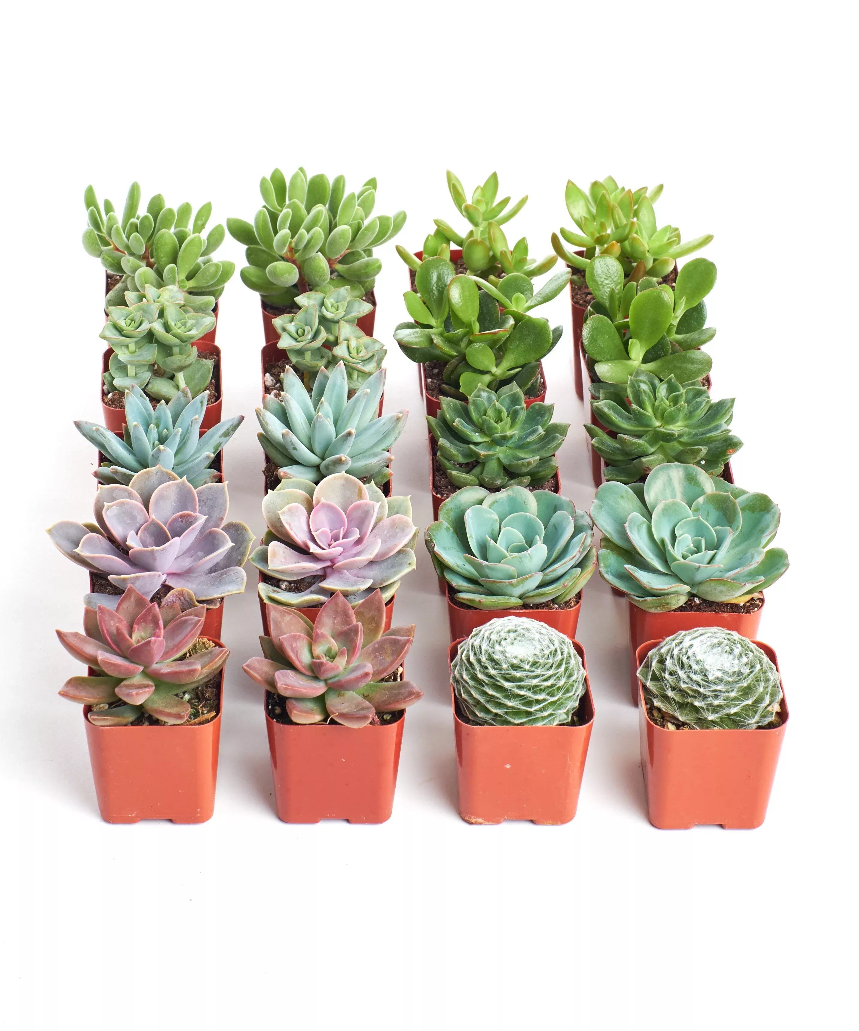 Assorted Mini Succulent Collection