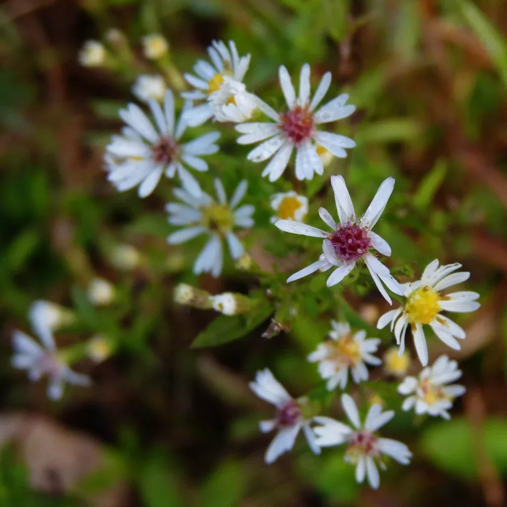 aster-calico-symphyotrichum-lateriflorum Aster: Calico (Symphyotrichum lateriflorum)