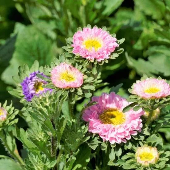 Aster, Crego Mix Flower seeds