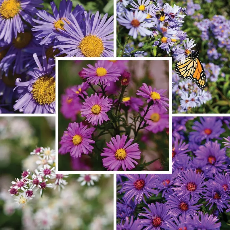 Aster Extravaganza Collection