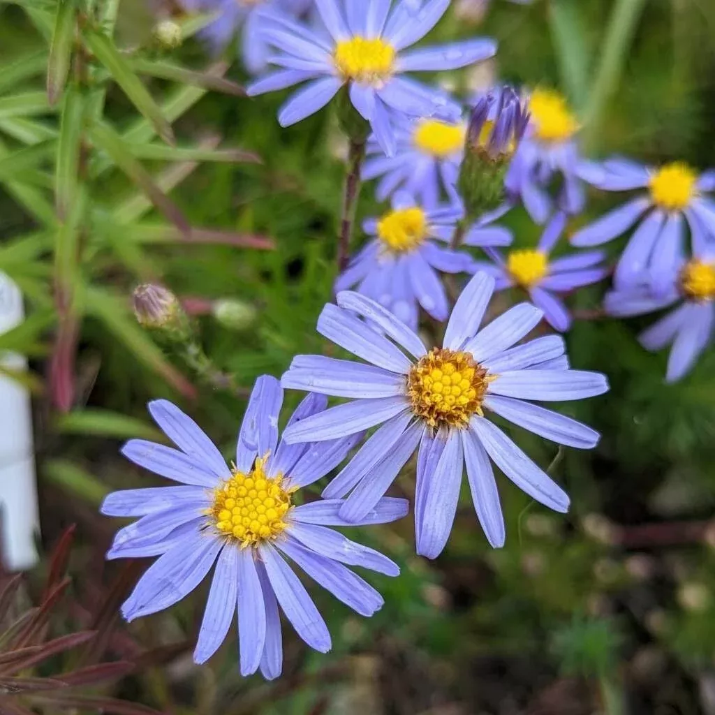 aster-flax-leaved-stiff-lonactis-linariifolia Aster: Flax-leaved stiff (Lonactis linariifolia)
