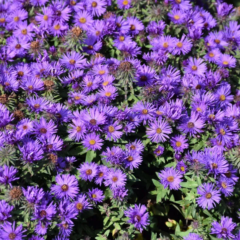 Aster 'Grape Crush'